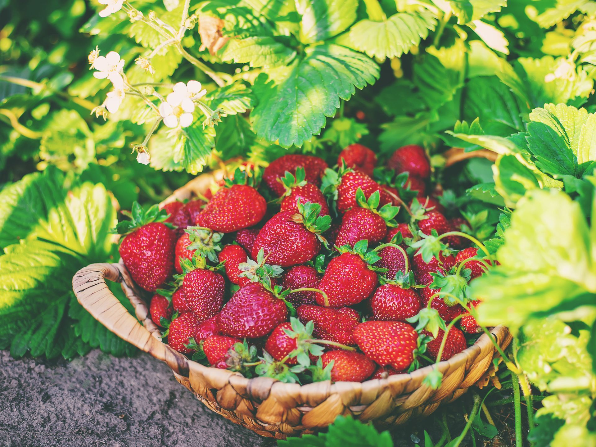 How to Make Homemade Strawberry Jam with Gulmarg’s Mountain Strawberries: A Sweet Taste of Kashmir