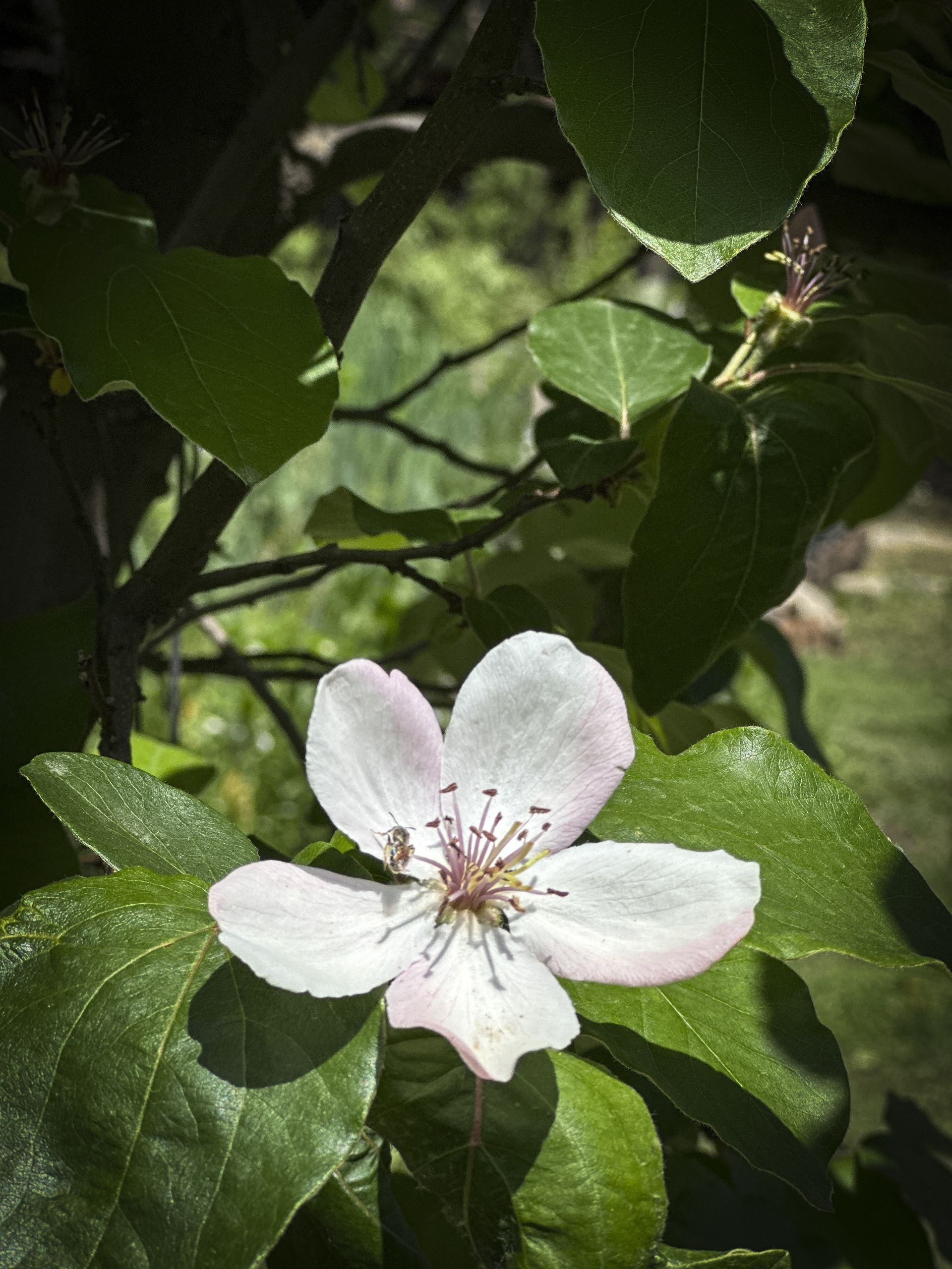 Garden Flowers