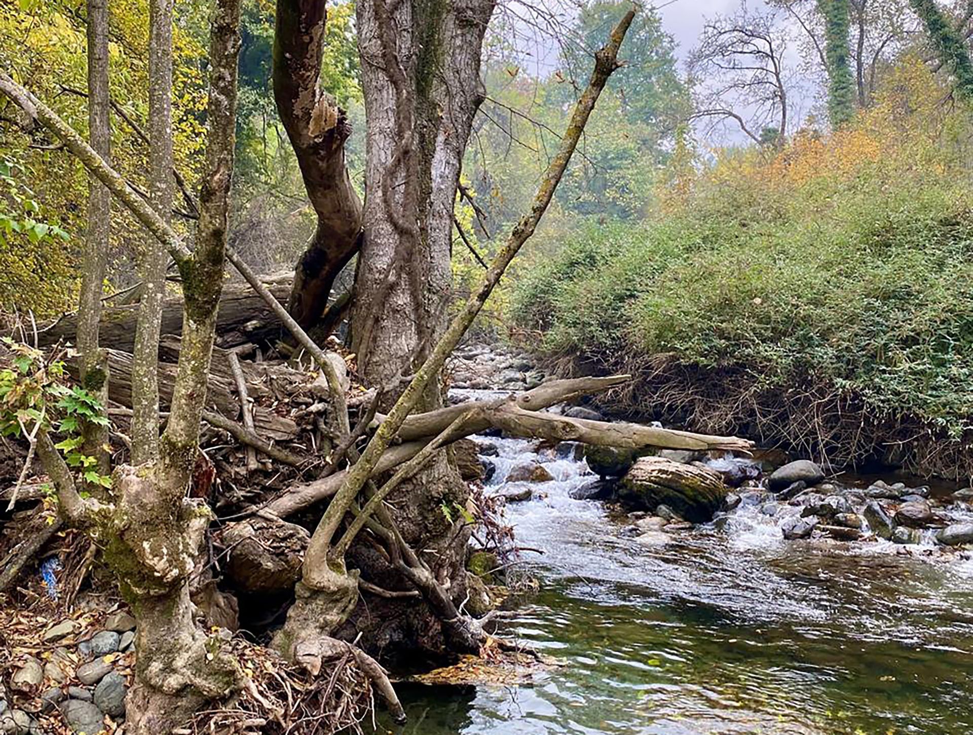 Dachigam National Park