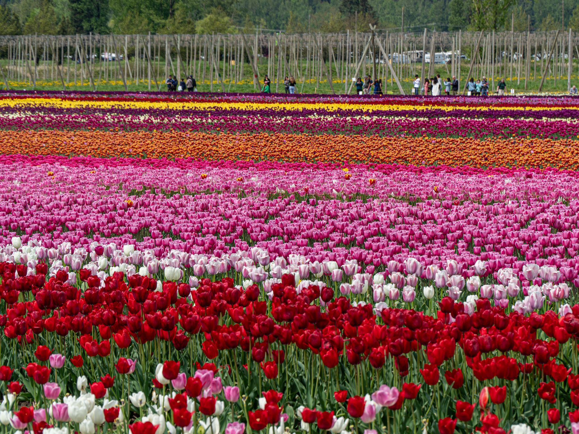 Tulip Garden